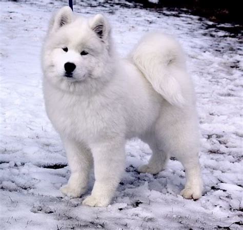 White Magic Samoyed Price List: Choosing a Puppy within Your Budget